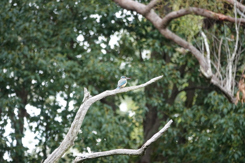 Sacred Kingfisher (Todiramphus sanctus), photo 5