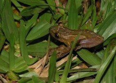 Scinax tymbamirim