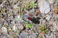 Paracotalpa granicollis