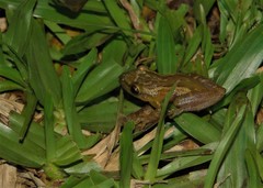 Scinax tymbamirim