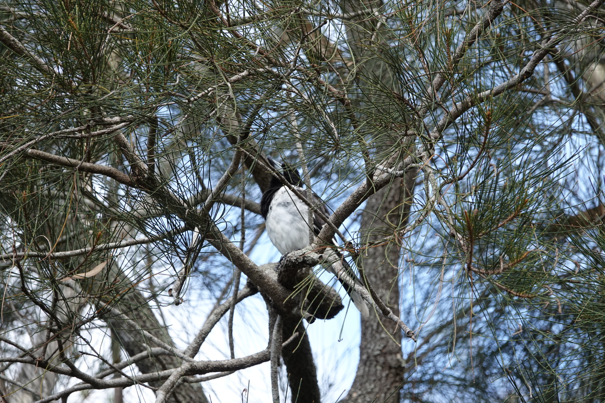 Pied Butcherbird (Cracticus nigrogularis), photo 3