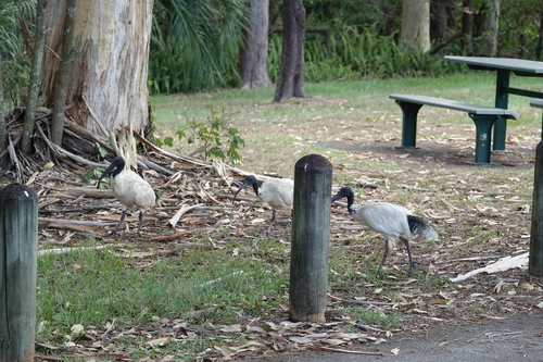 Australian White Ibis (Threskiornis molucca), photo 4