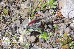 Paracotalpa granicollis