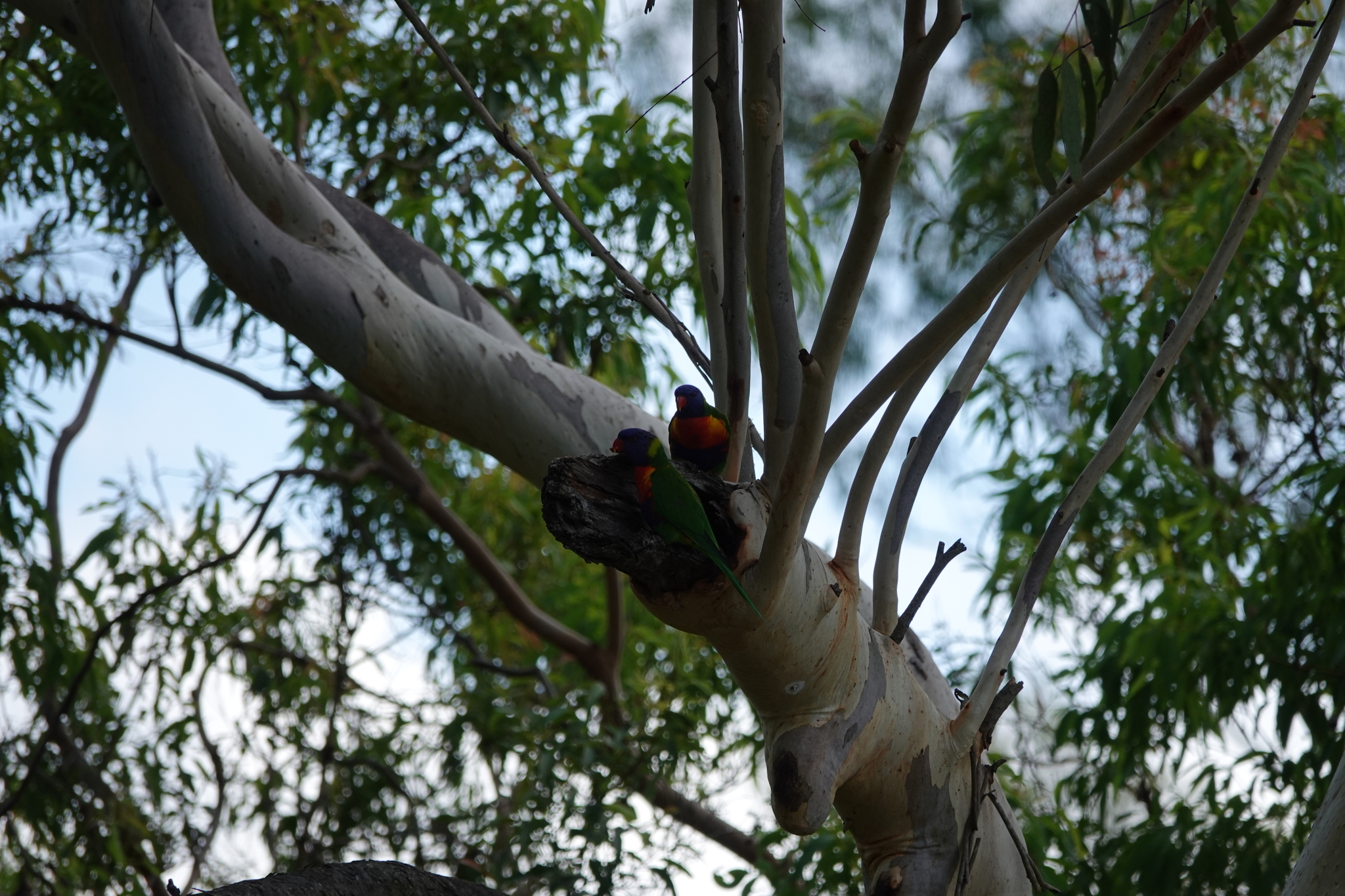 Coconut Lorikeet (Trichoglossus haematodus), photo 4