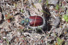 Paracotalpa granicollis