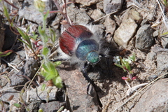 Paracotalpa granicollis