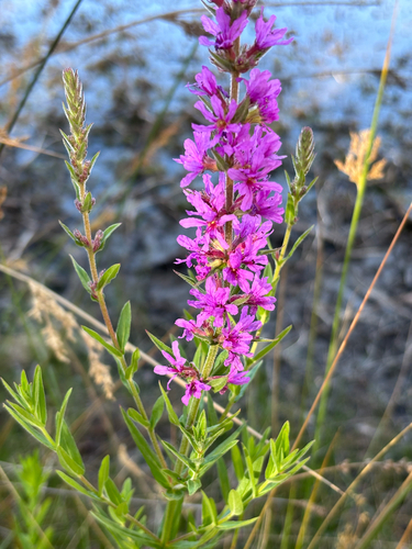 Lythrum salicaria
