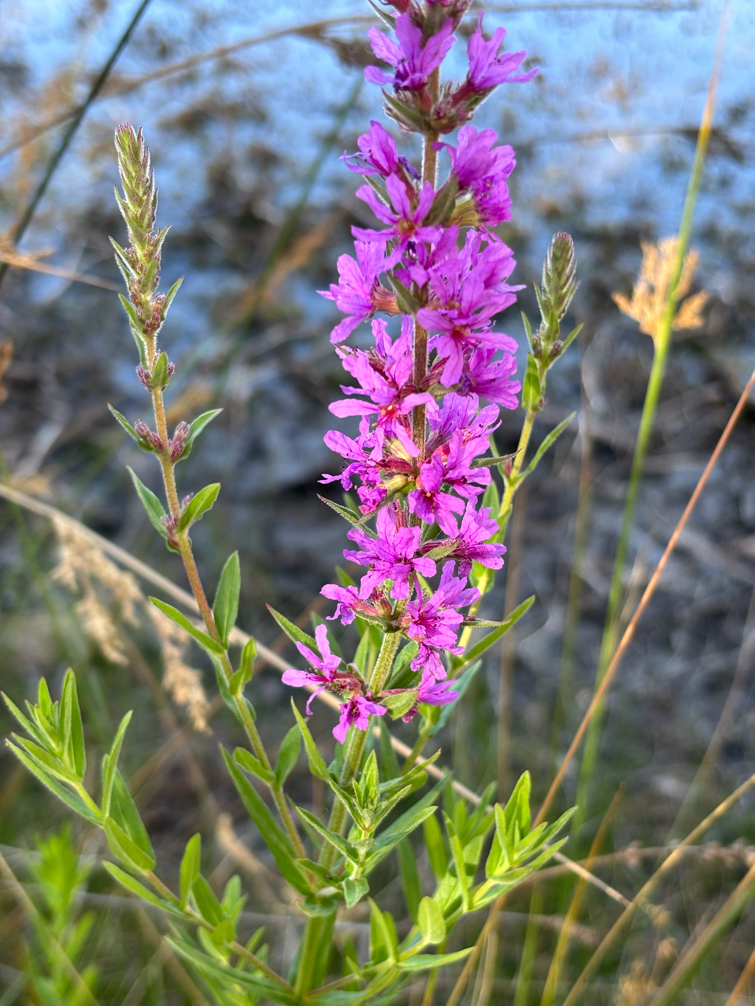 Purple loosestrife