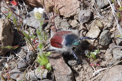 Paracotalpa granicollis