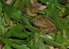 Scinax tymbamirim