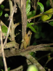Scinax tymbamirim