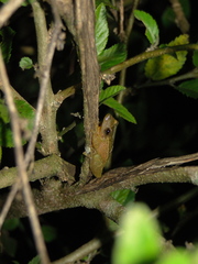 Scinax tymbamirim