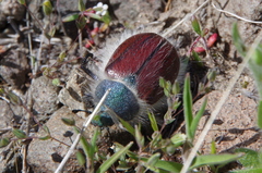 Paracotalpa granicollis
