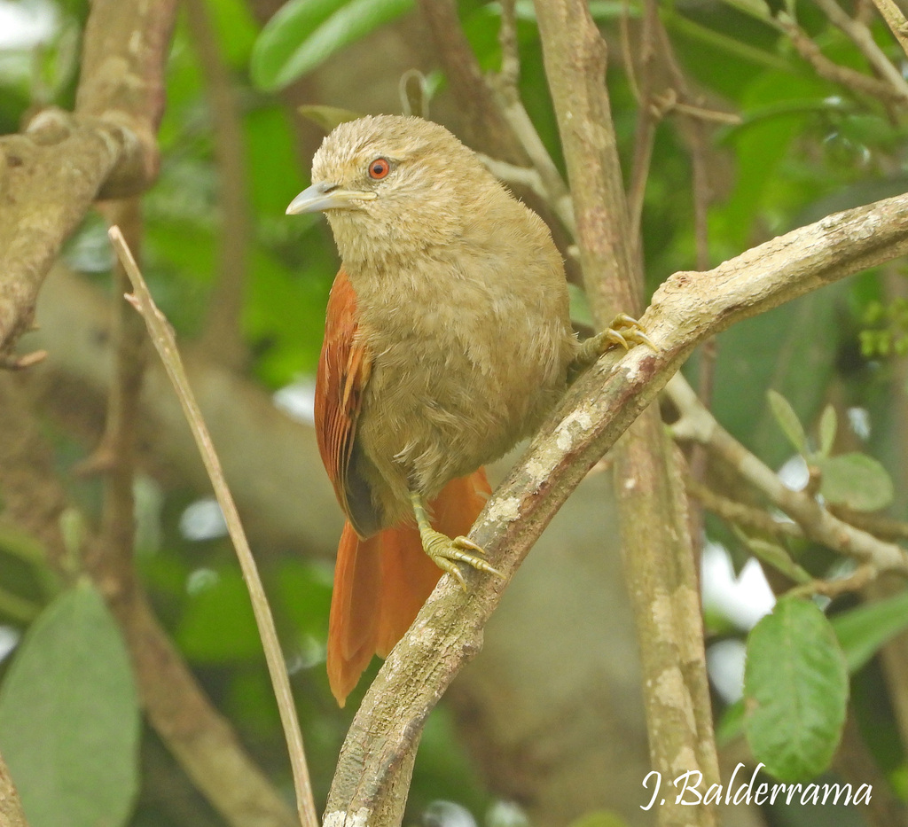 Plain Softtail (fusciceps)