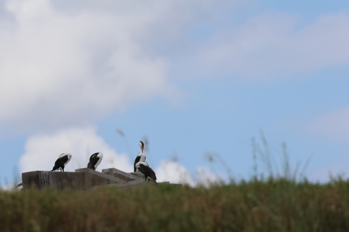 Australian Pied Cormorant (Phalacrocorax varius), photo 5