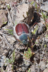 Paracotalpa granicollis