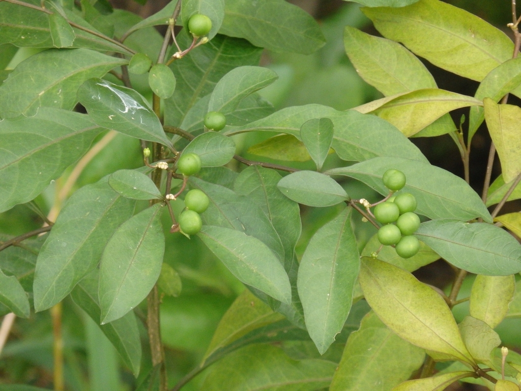 Twoleaf nightshade (Solanum diphyllum)