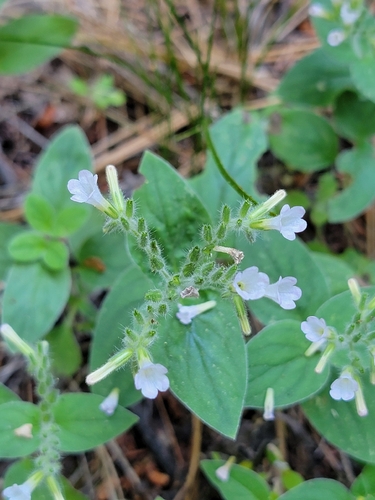 Violet draperia (Draperia systyla)