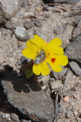 Erythranthe carsonensis