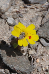 Erythranthe carsonensis