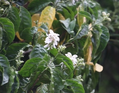 Justicia adhatodoides