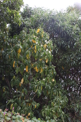 Justicia adhatodoides