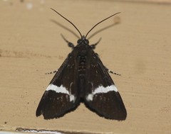 Coenotoca subaspersa