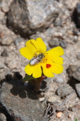 Erythranthe carsonensis