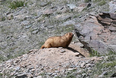 Marmota sibirica