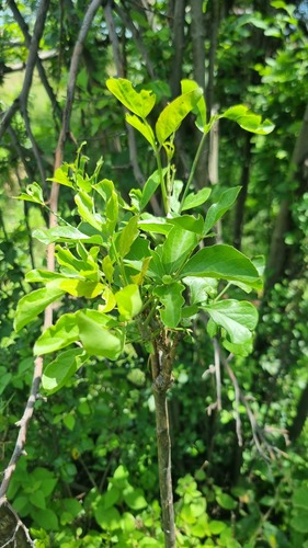 Foto de Heteromorpha arborescens