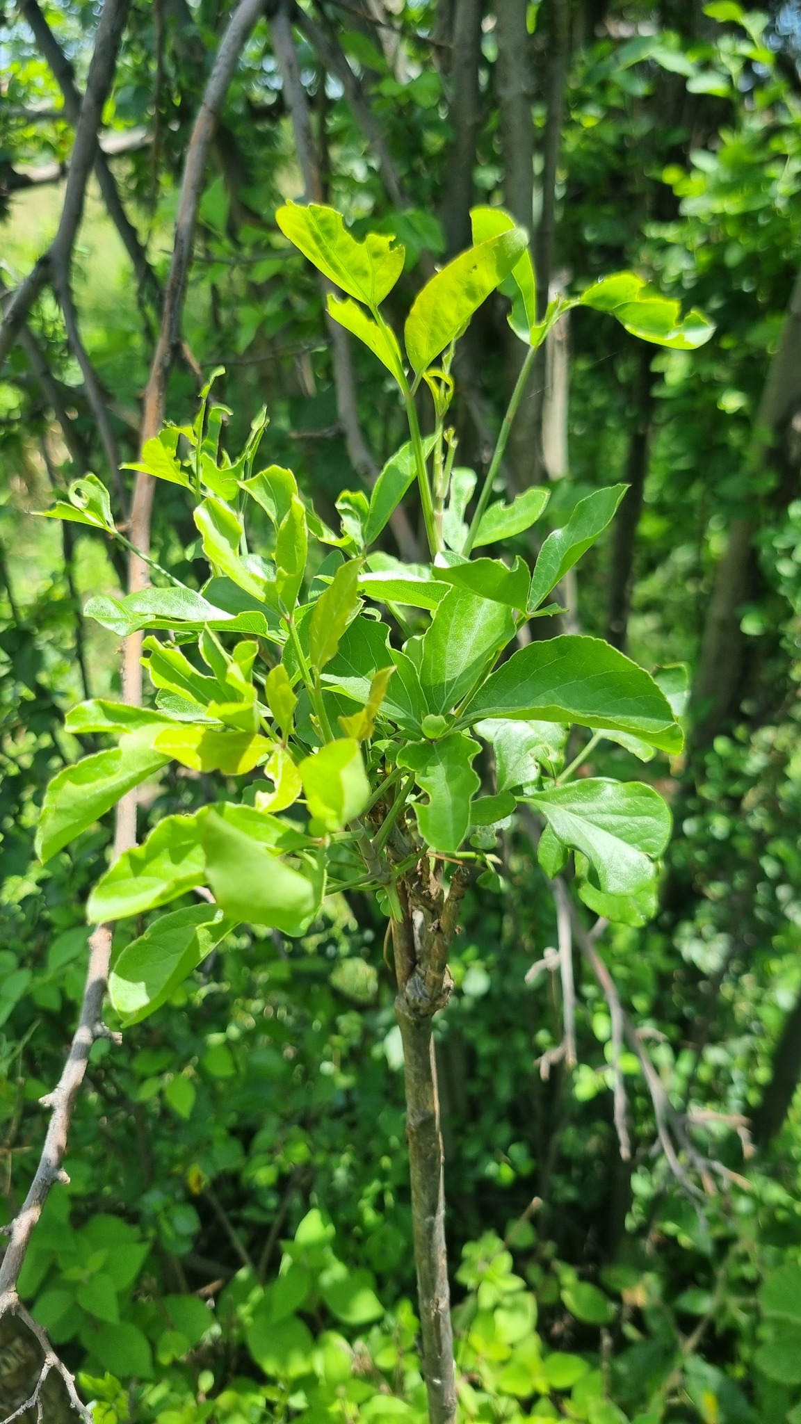 Imagem de Heteromorpha arborescens