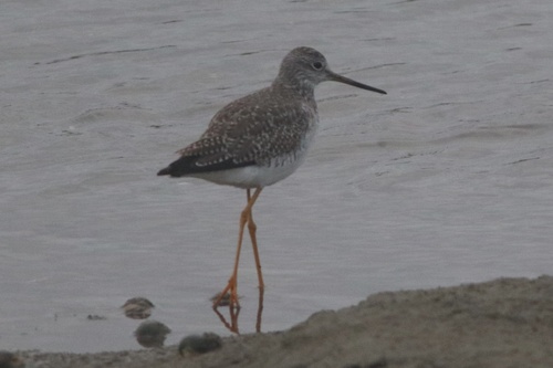 Greater Yellowlegs (Tringa melanoleuca), photo 7