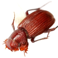 Euparixia moseri