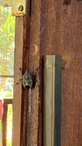 Yellow-spotted Stink Bug