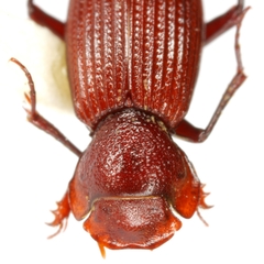 Euparixia moseri