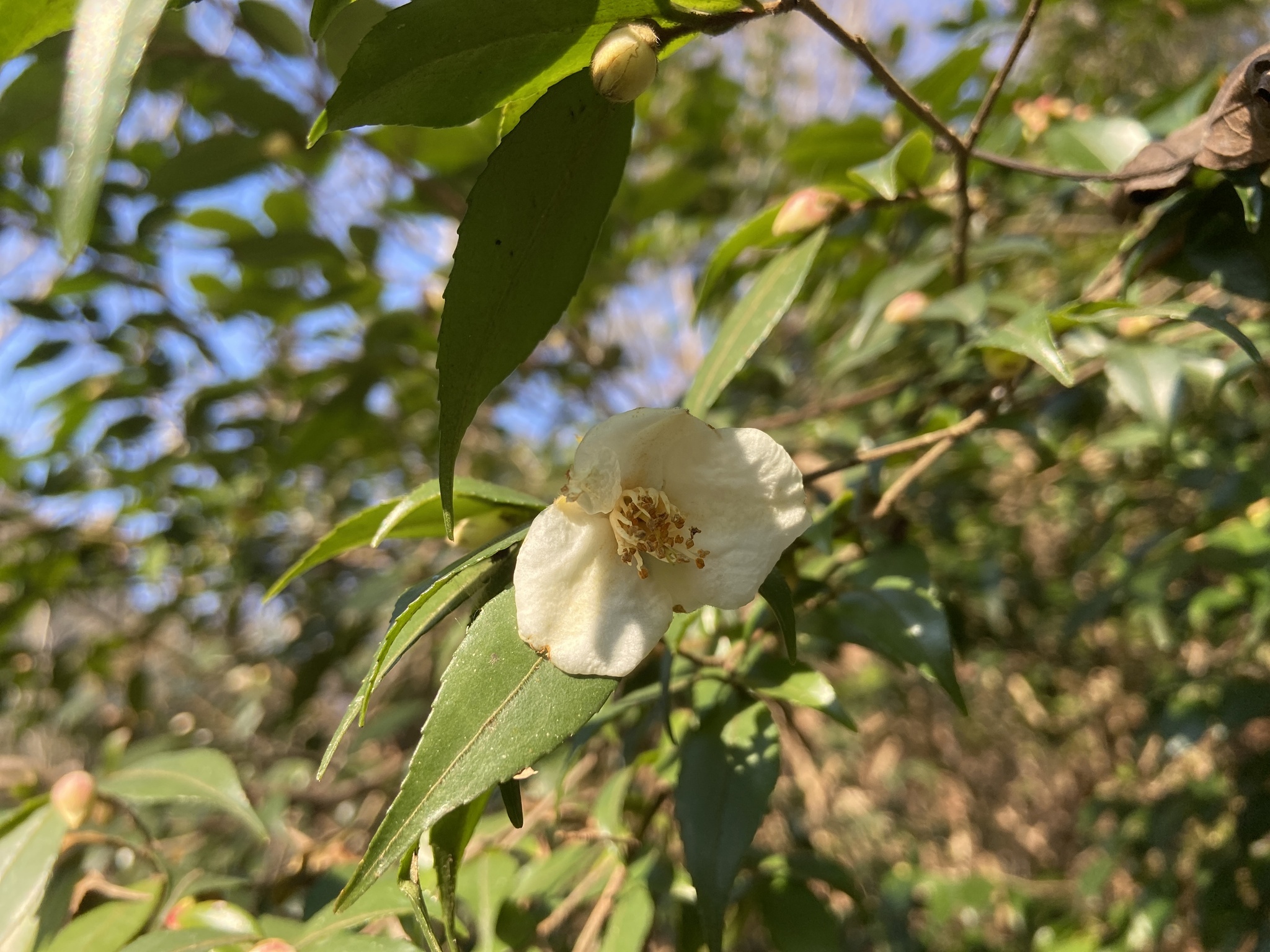 Camellia sinensis
