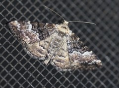 Aporoctena scierodes