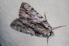 Catocala coccinata