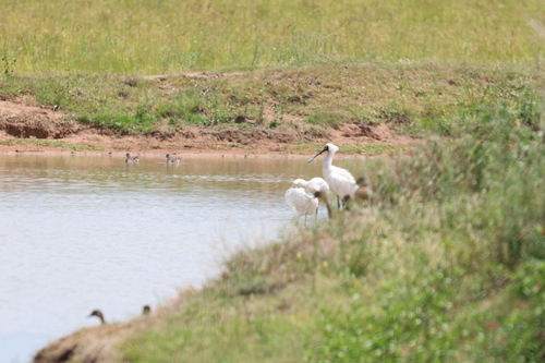 Royal Spoonbill (Platalea regia), photo 8