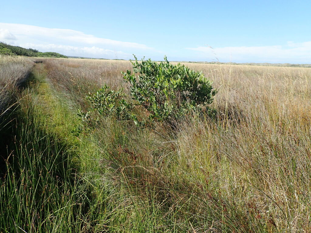Keo lá dài – Acacia longifolia