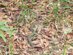 Crotalus campbelli