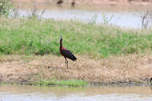 Glossy Ibis (Plegadis falcinellus), photo 5