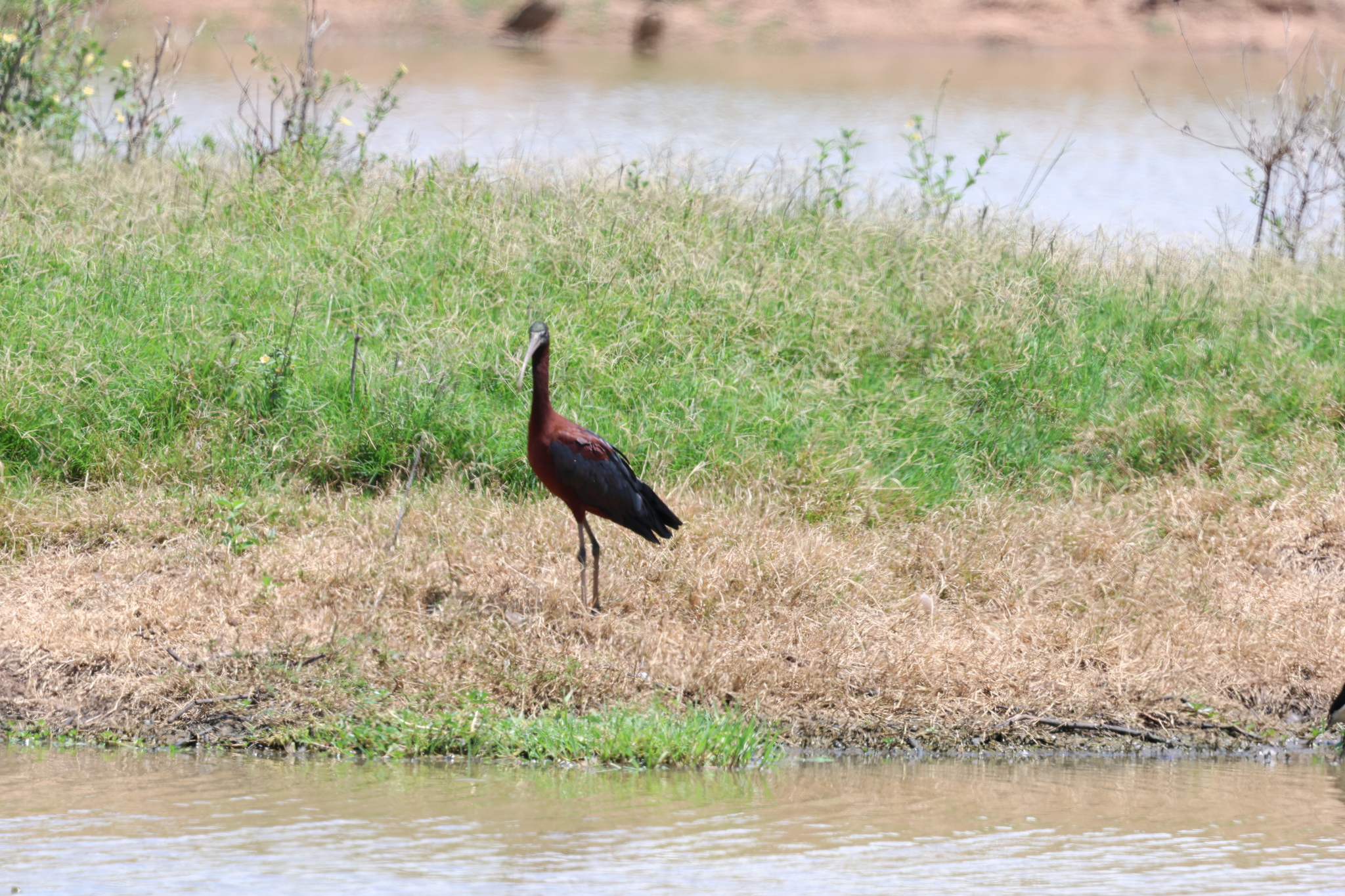 Glossy Ibis (Plegadis falcinellus), photo 5