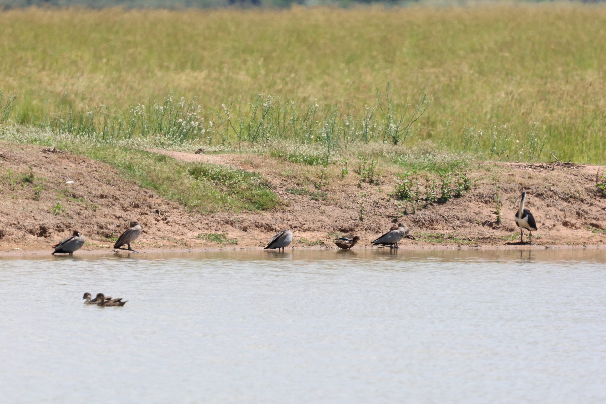 Maned Duck (Chenonetta jubata), photo 2