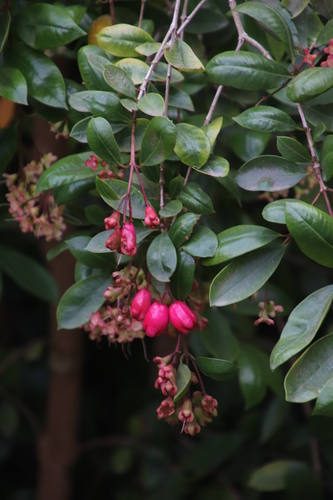 Syzygium australe