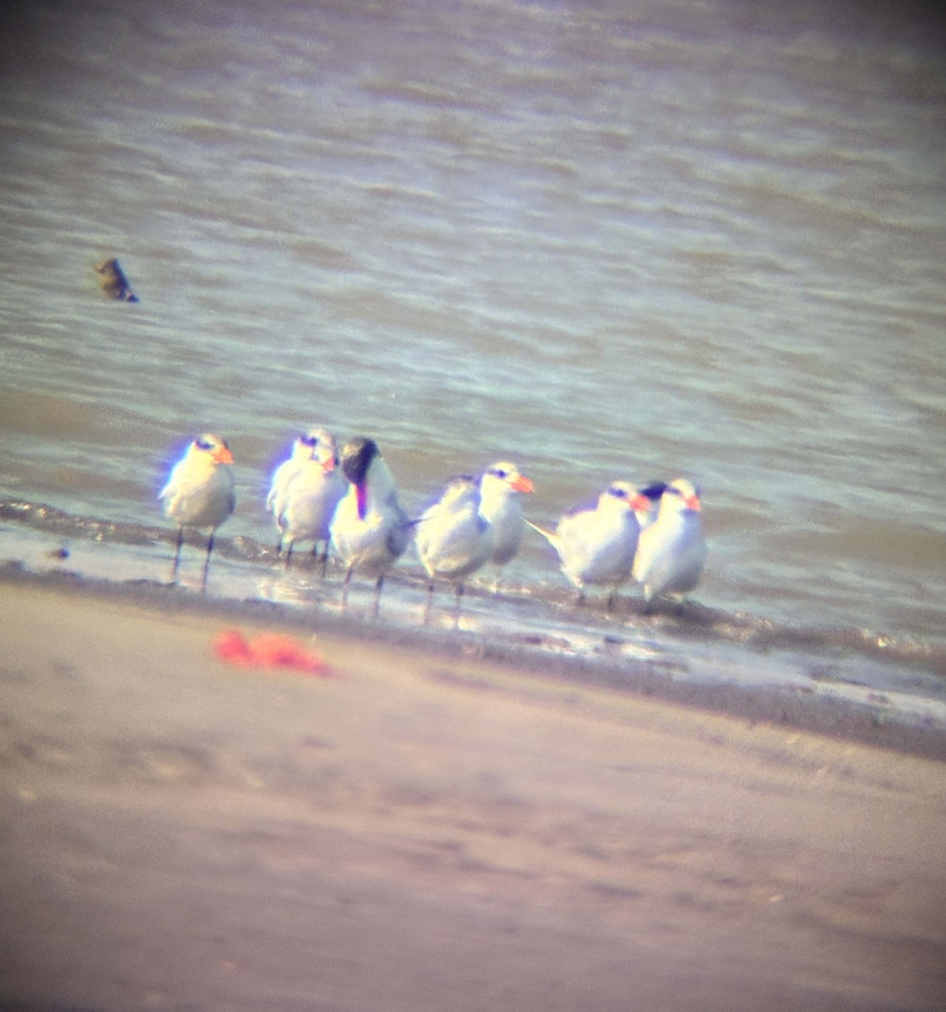 Caspian Tern