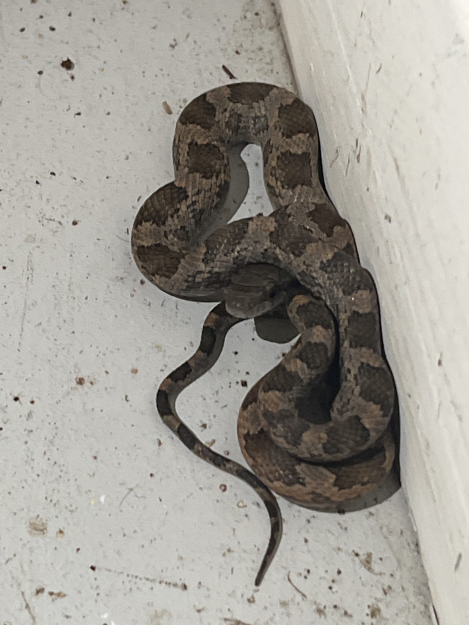 Western Ratsnake in Austin, TX - Slide 6