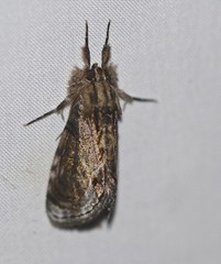 Zalissa catocalina