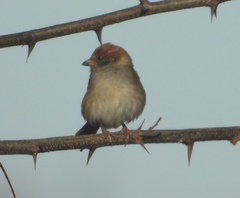 Passer montanus
