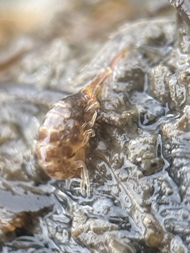 Ericthonius brasiliensis observed 2026-01-02
